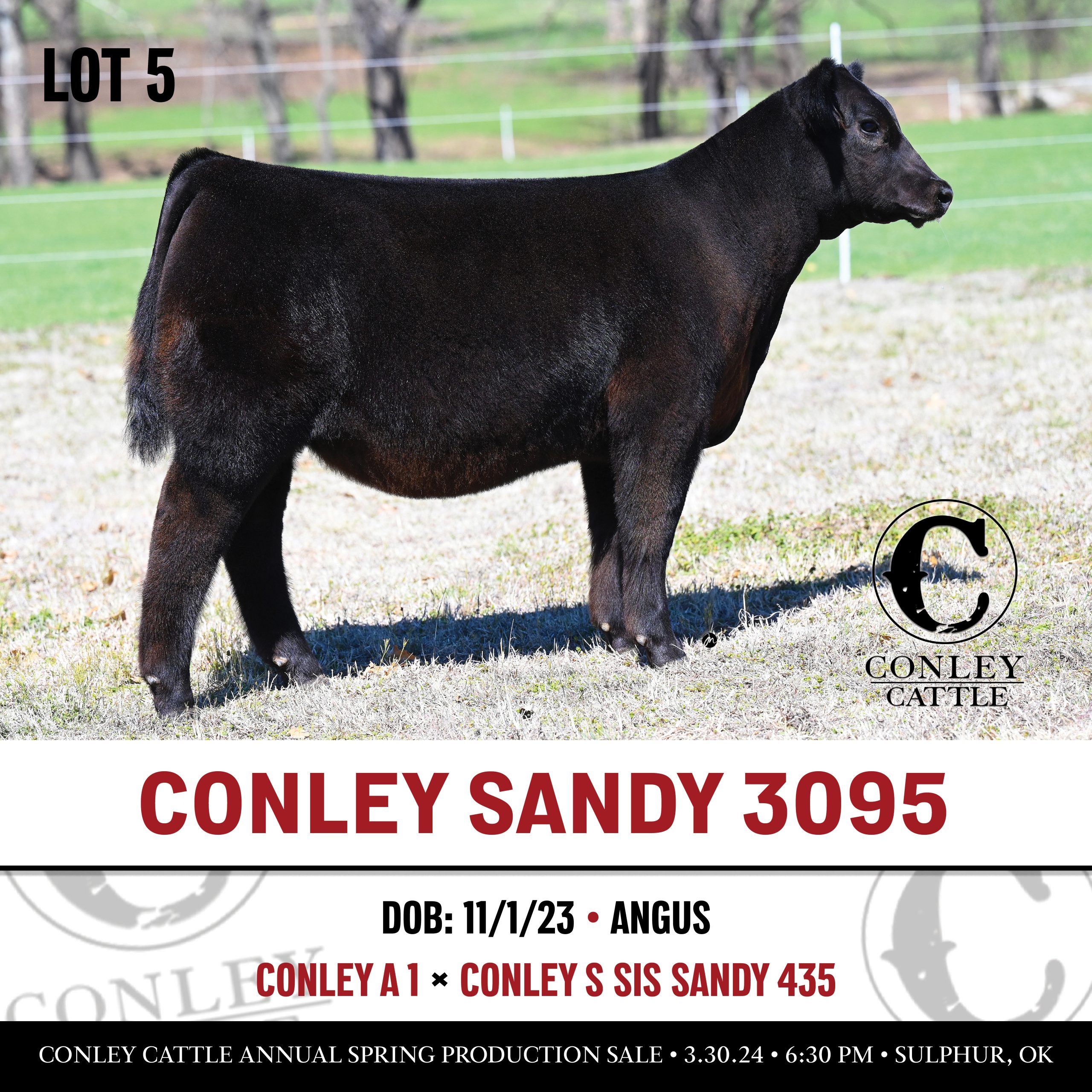 TOMORROW | CONLEY CATTLE SPRING PRODUCTION SALE | The Pulse