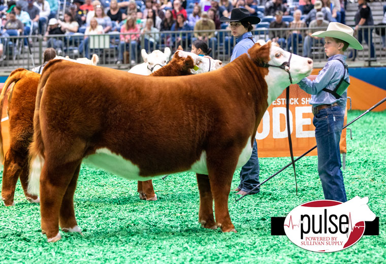 Houston Livestock Show & Rodeo | Junior Heifers – Hereford | The Pulse