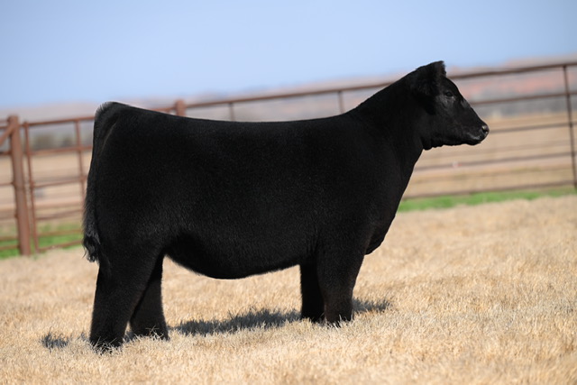 Pembrook Cattle Co. Spring Production Sale 2024 | The Pulse