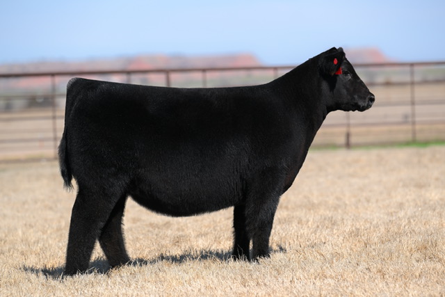 Pembrook Cattle Co. Spring Production Sale 2024 | The Pulse