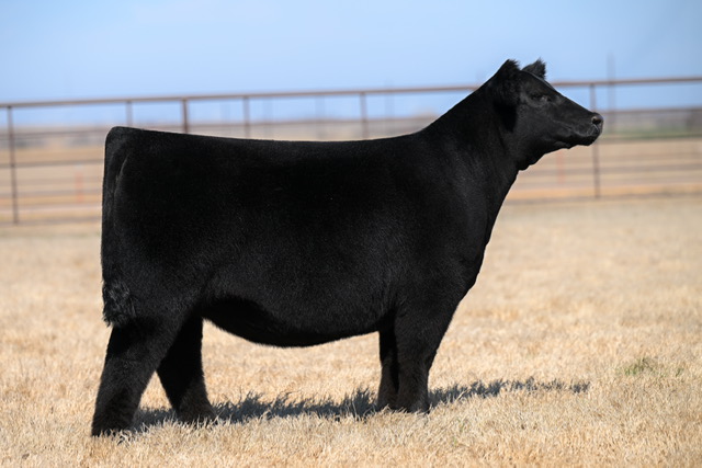 Pembrook Cattle Co. Spring Production Sale 2024 | The Pulse