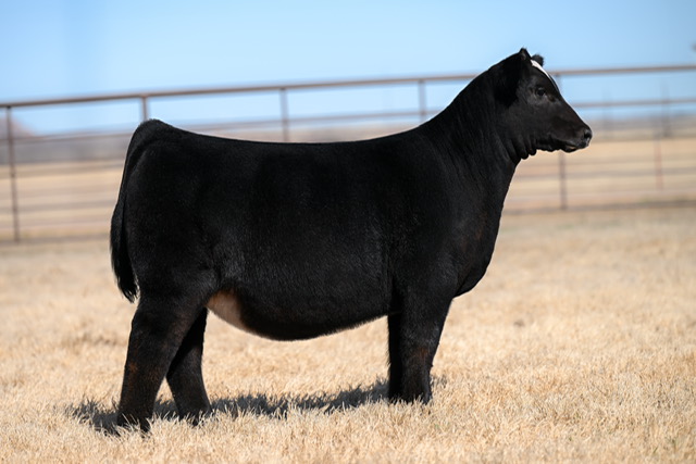 Pembrook Cattle Co. Spring Production Sale 2024 | The Pulse