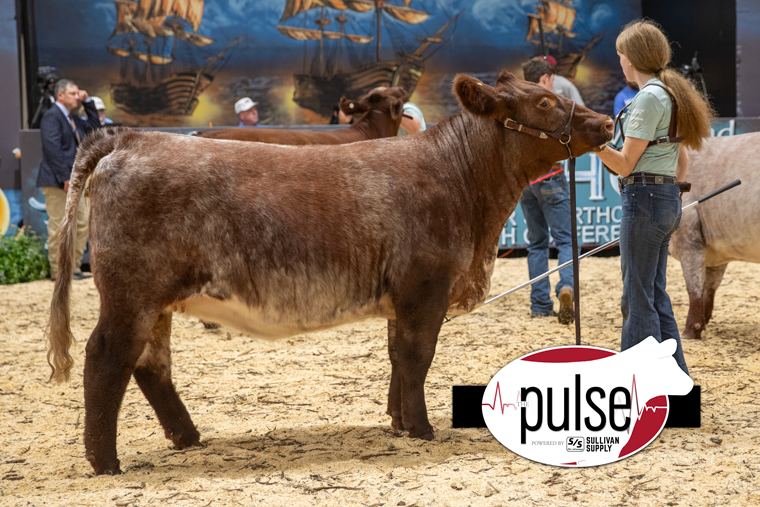 National Junior Shorthorn Show Bred & Owned Shorthorn Females