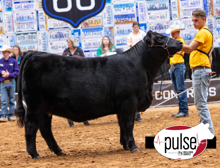 National Junior Limousin Show | NEOGEN Ultimate Females | The Pulse