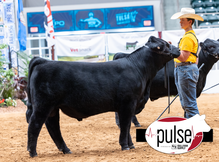 National Junior Limousin Show | Bred & Owned Limousin Bulls | The Pulse