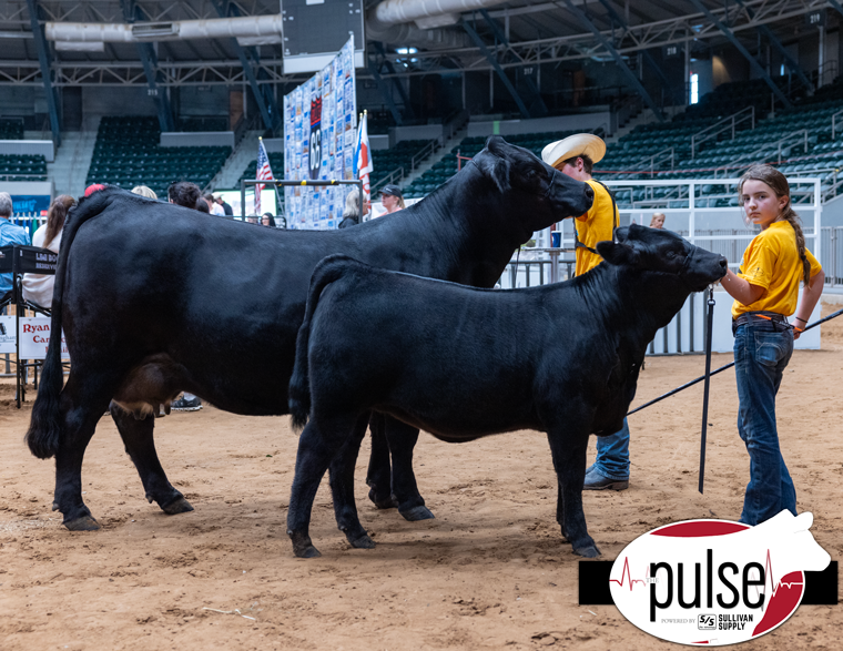 National Junior Limousin Show | Limousin Cow/Calf Pair | The Pulse