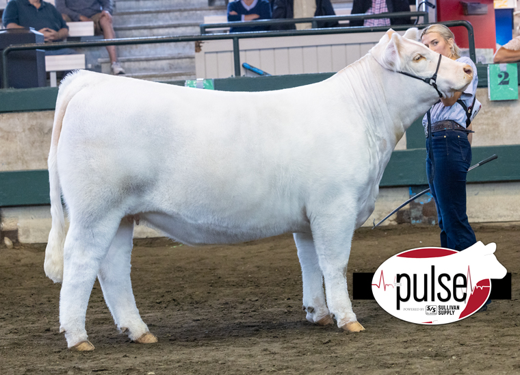 Iowa State Fair 4H Breeding Heifers Top 5 Heifers The Pulse