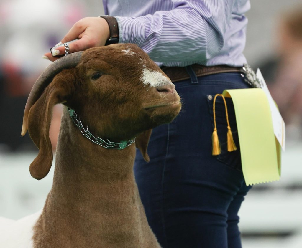 NAILE Entries due The Pulse