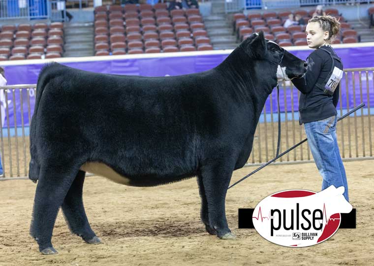 Cattlemen's Congress | Junior Breeding Heifer – Chi Composite