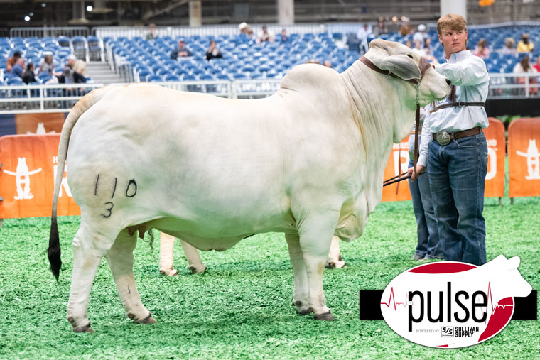Houston Livestock Show & Rodeo | Junior Heifers – Grey Brahman