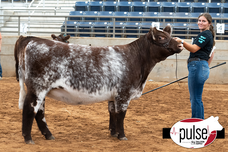 National Junior Shorthorn Show | Owned Shorthorn Female – Division