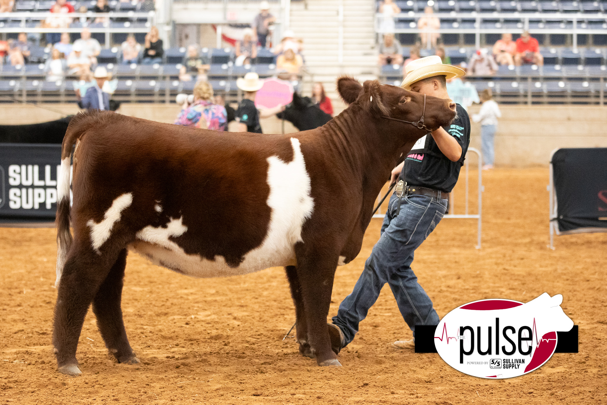 National Junior Shorthorn Show | B/O Shorthorn Females – Division